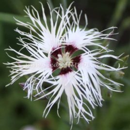 Dianthus – Pinks “Lace Perfume”