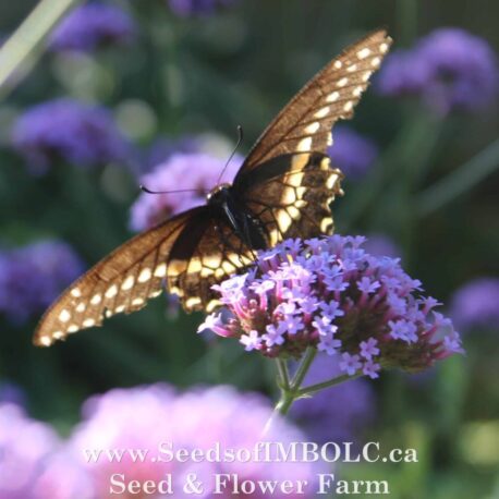 black swallowtail butterfly verbena