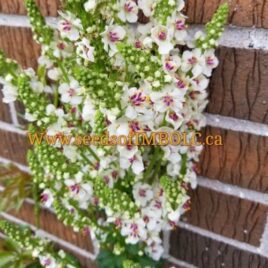 Verbascum chaixii ‘Wedding Candles’