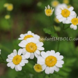 Feverfew -Matricaria