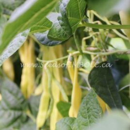 Bean – ‘Marvel of Venice’ yellow pole bean