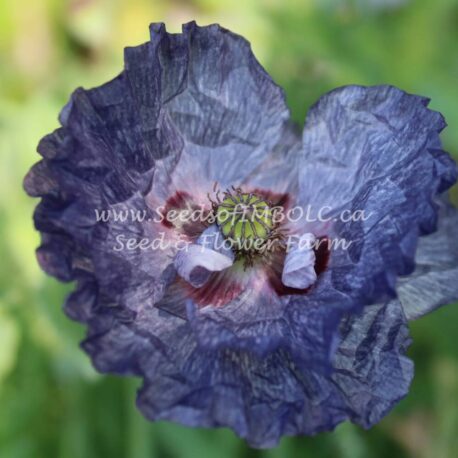 amazing grey poppy