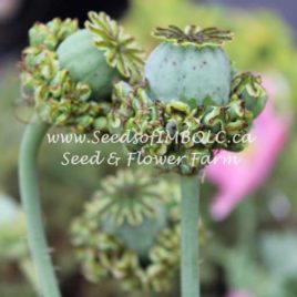 Poppy ‘Hens ‘n Chicks ‘