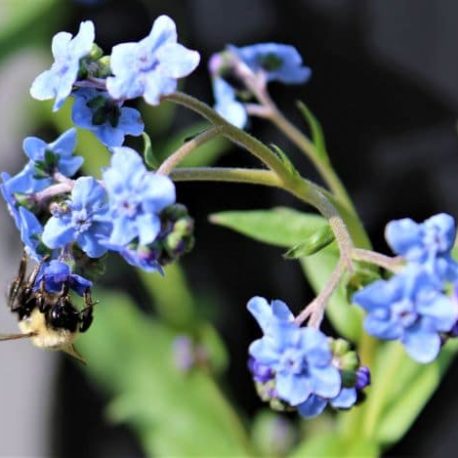 b bee chinese forget me not cynoglossum RS