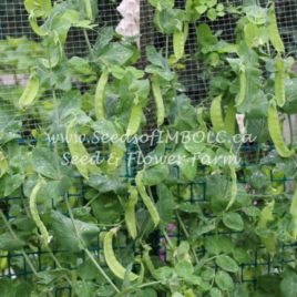 Pea – ‘Sumo’ Snow Pea