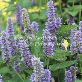 Agastache ‘Lavender Hyssop’