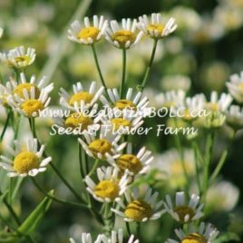 Feverfew ‘MALMESBURY’ (Tanacetum parthenium)