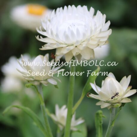 white strawflower