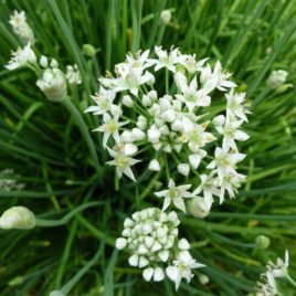 Chives – Garlic Chives