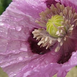 Poppy – Breadseed Poppy Mix