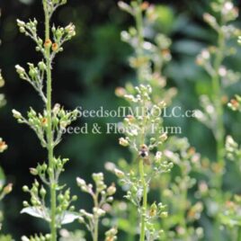 Figwort (Scrophularia nodosa)