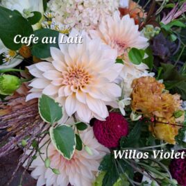 Dahlia ‘Cafe au Lait’ -Mini!