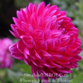 Dahlia ‘Lyns Lexi’