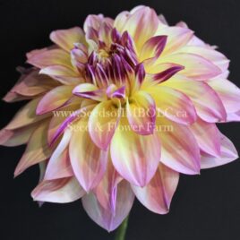 Dahlia ‘Caribbean Fantasy’