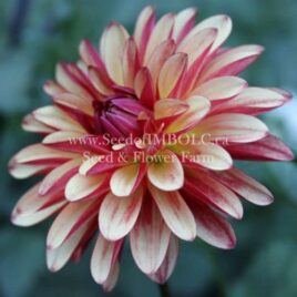 Dahlia ‘Crazy Legs’