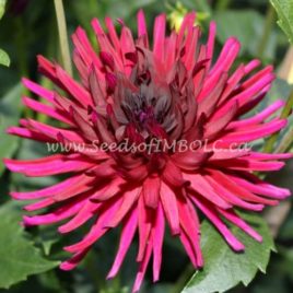 Dahlia ‘Nuit d’Ete’ – ‘Summer Night’