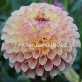 Dahlia ‘Wine Eyed Jill’