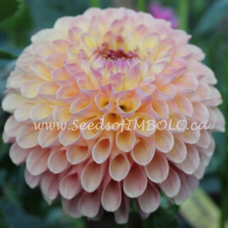 dahlia wine eyed jill