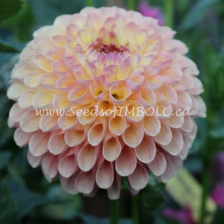 dahlia wine eyed jill