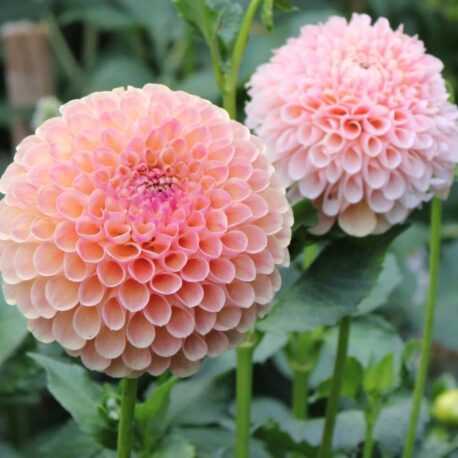 dahlia jowey paula