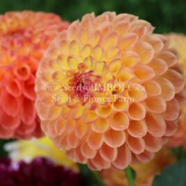 Dahlia ‘Jowey Paula’