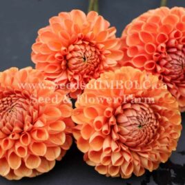 Dahlia ‘Cornel Brons’ 5 package tuber deal