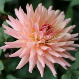 Dahlia ‘Preference’