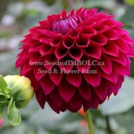 Dahlia ‘Colleen Mooney’