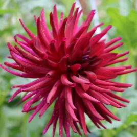 Dahlia ‘Nuit d’Ete’ – ‘Summer Night’