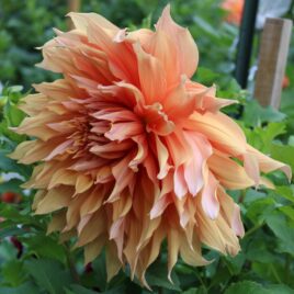 Dahlia ‘Sherwood Peach’