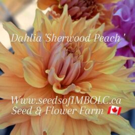 Dahlia ‘Sherwood Peach’