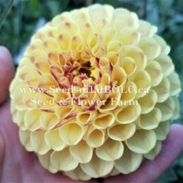 Dahlia ‘Ferncliff Spice’