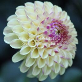 Dahlia ‘Cherish’