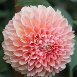 Dahlia ‘Lindas Baby’