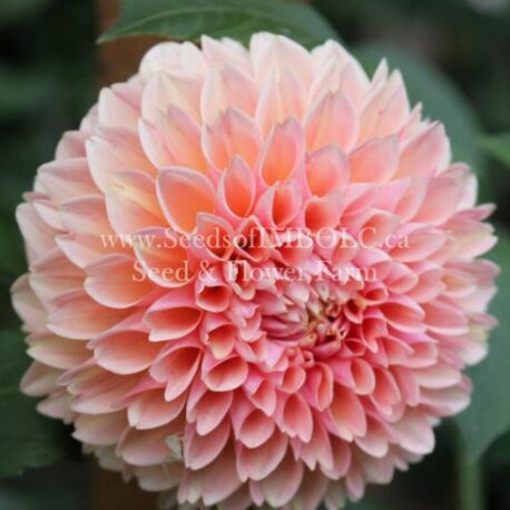 lindas baby dahlia