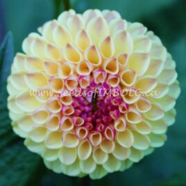 Dahlia ‘Ferncliff Spice’