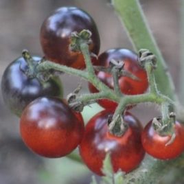 Tomato – ‘Blue Berries’ Cherry