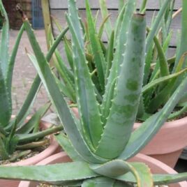 Aloe Vera – plant