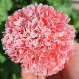 Poppy – ‘Frosted Salmon’ Peony