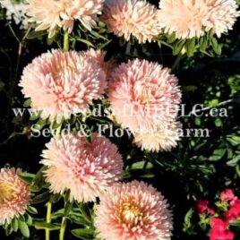 Aster ‘Tower Chamois Apricot’