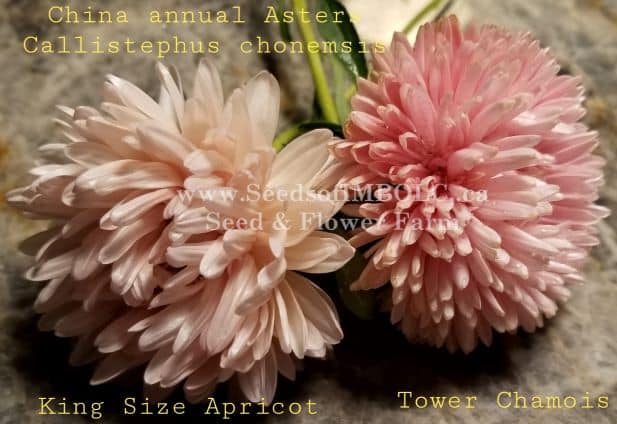 Aster 'King Size Apricot' - Seeds Of Imbolc