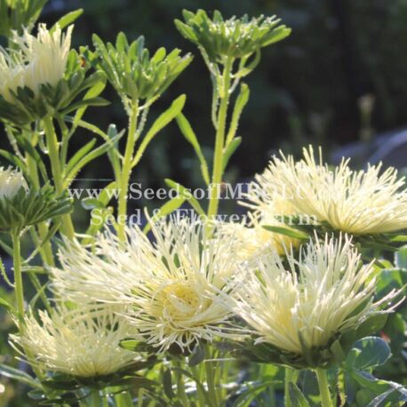yellow valkyrie china aster