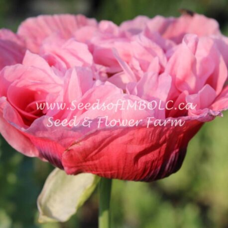 peony poppy