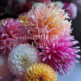 Mystery Dahlia MIX – 5 tuber Grab Bag