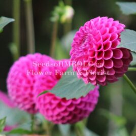 Dahlia ‘Marys Jomanda’