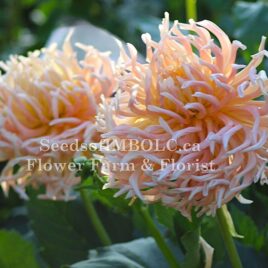 Dahlia ‘Apricot Star’