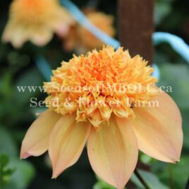 Dahlia ‘Sandia Brocade’