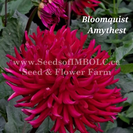 bloomquist amythest