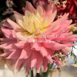 Dahlia ‘Ferncliff Cameo’