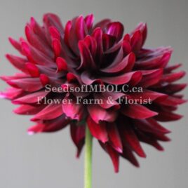 Dahlia ‘Hollyhill Black Beauty’